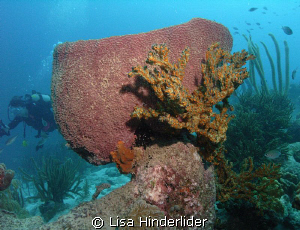 The barrel sponges are plentiful in some areas & colorful... by Lisa Hinderlider 
